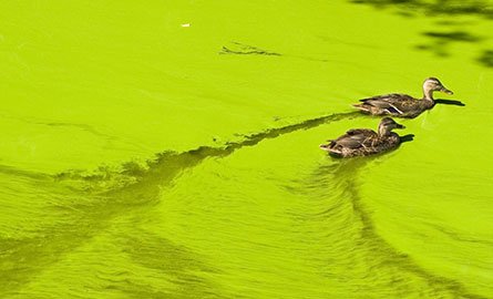 Two female mallard ducks travelling across an algae covered lake